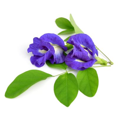 MODRÝ ČAJ Clitoria ternatea